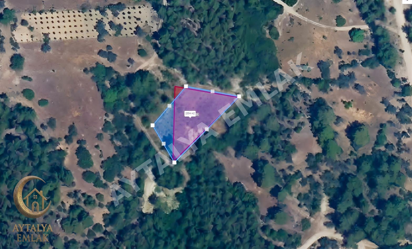 SERİK KOZANDA 1.963 M² | 100 ADET 6 YAŞINDA ZEYTİN AĞACI